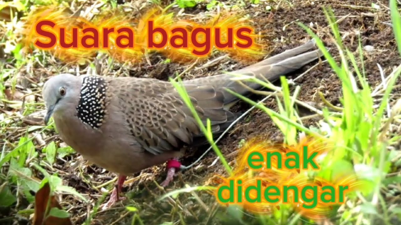SUARA BURUNG TEKUKUR ENAK DIDENGAR
