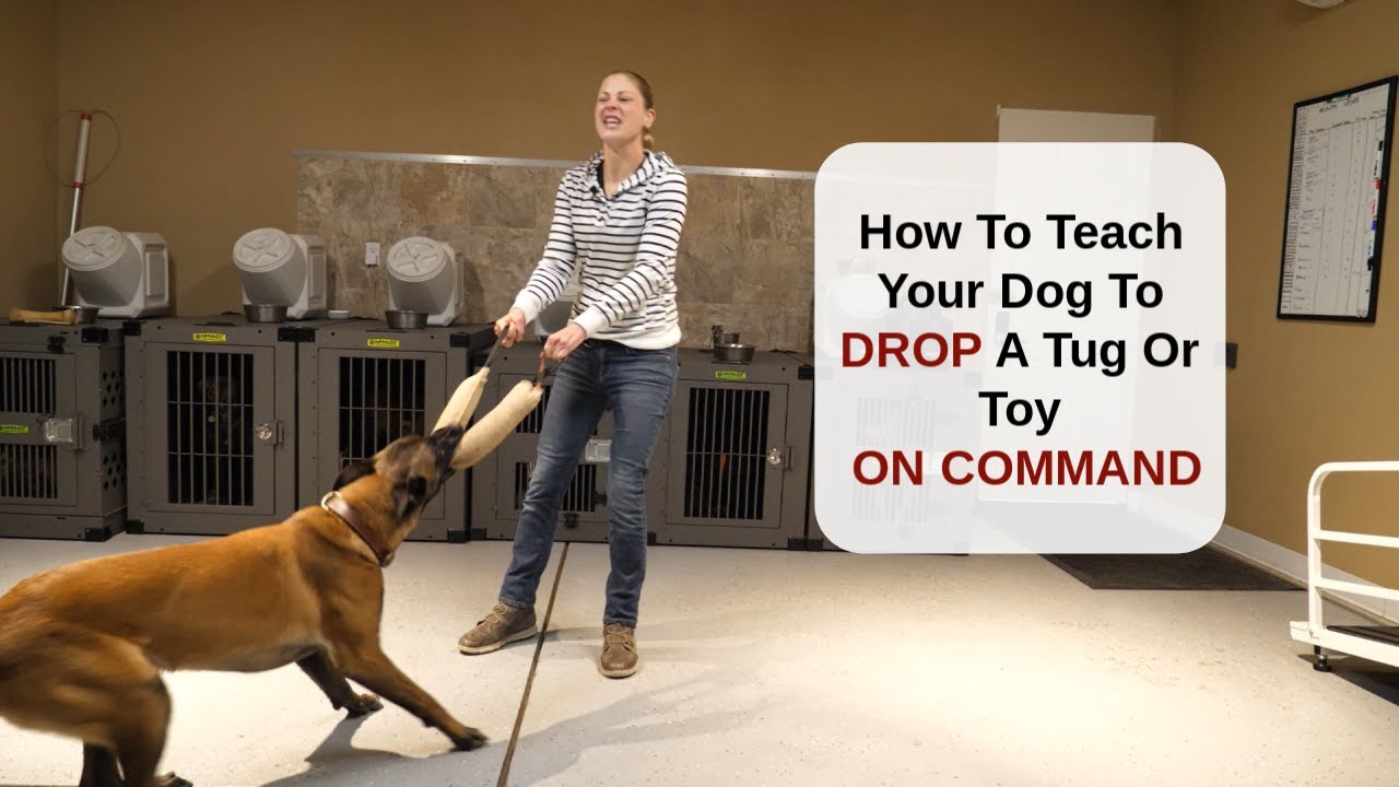 How To Teach Your Dog To Drop A Tug Or Toy On Command