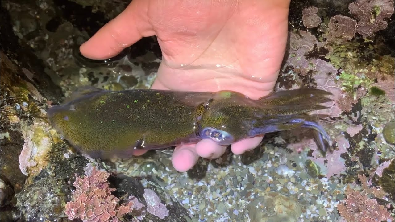 小さい潮だまりにボロボロのイカが取り残されていた【潮溜まりガサガサ】