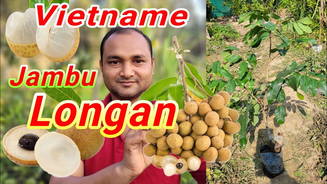 Vietnam jumbo longan.ভিয়েতনাম জাম্বু লংগান এর রেডি চারা পাবেন।