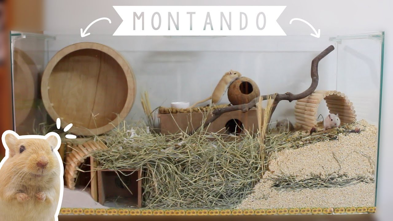 Montando alojamento dos meus Gerbis (Esquilos da Mongólia)