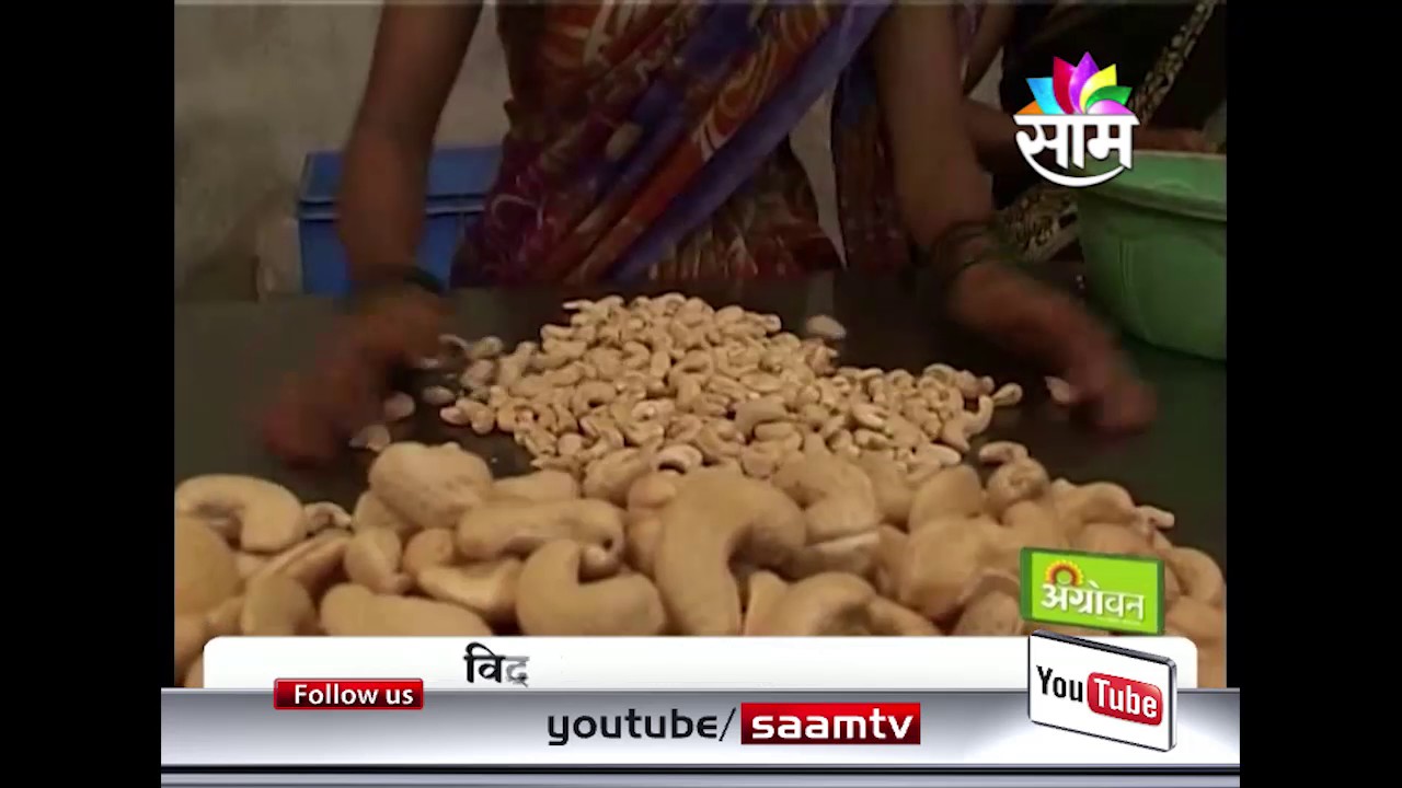 Pravin Chaudhary's  cashew nut processing success story
