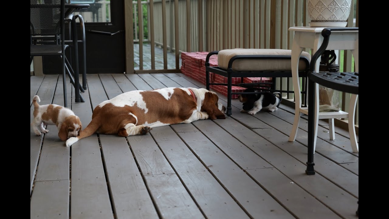 Basset Hound Puppies (5 Weeks Old) - Rehoming on 7/1/2025