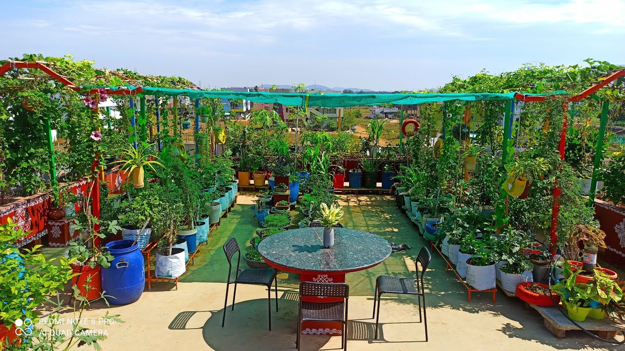 మా అందాల మిద్దె తోట చూతము రారండి . Welcome to My Terrace Garden. #AadiLakshmi'sTerraceGarden