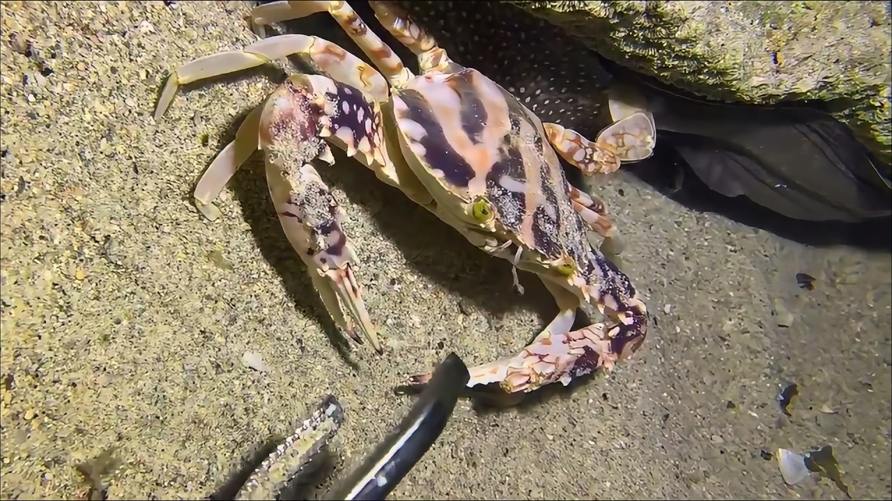 Live Stream🟢–King Crab Battle - Complete Catch Documentary！ #diving #fishing #seafood #shorts