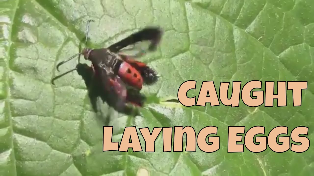 Do Radishes Work on Squash Vine Borers? See One in Action For Yourself