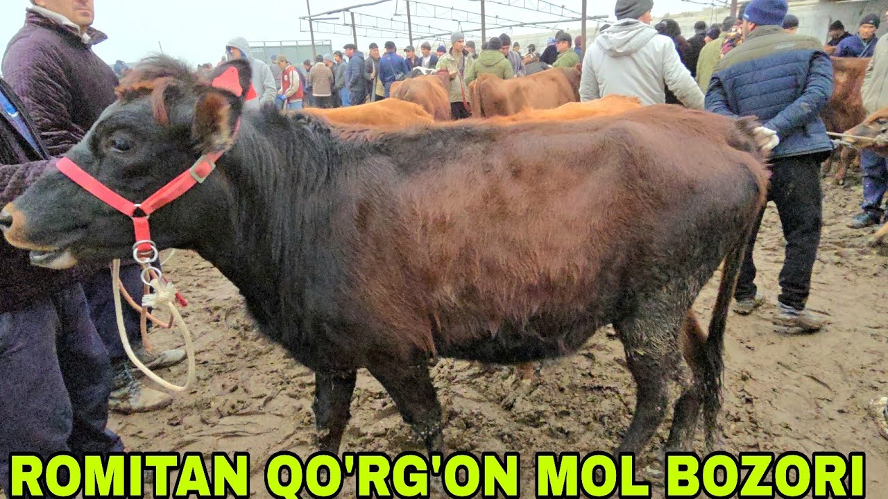 Romitan qo'rg'on mol bozori ona bola va bo'g'oz g'unojinlar narxlari 5 февраля 2026 г.