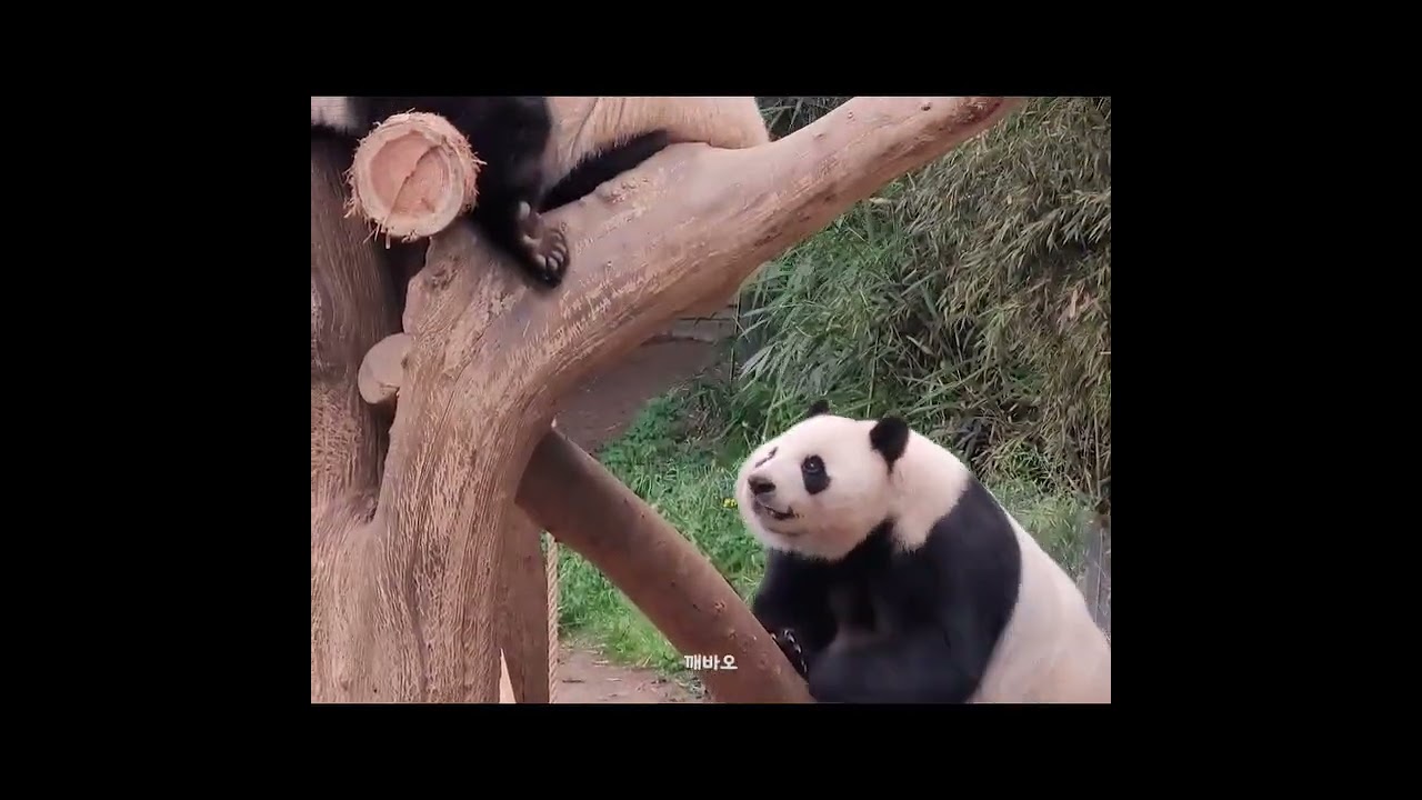 wake up Fubao #fubao #Aibao ask little Fu #fubao to take off work