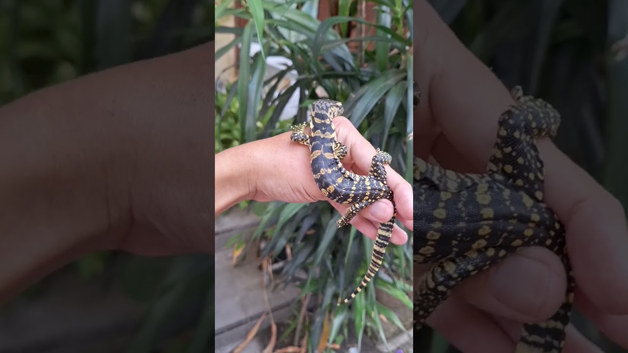varanus salvator java island #varanus #varanussalvator #watermonitor