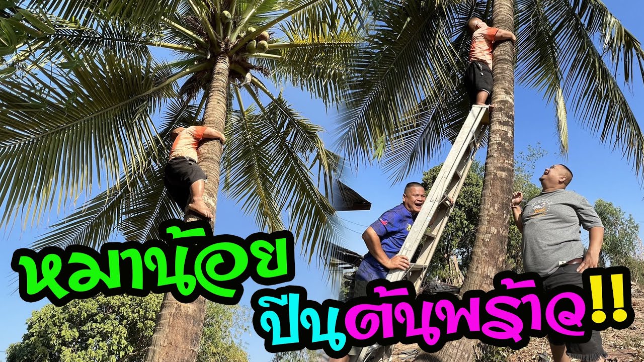 จารป่องปีนต้นบักพร้าว‼️ป๋าหง่าอยากกินของหวาน รอนานเบาหวานขึ้นเลย