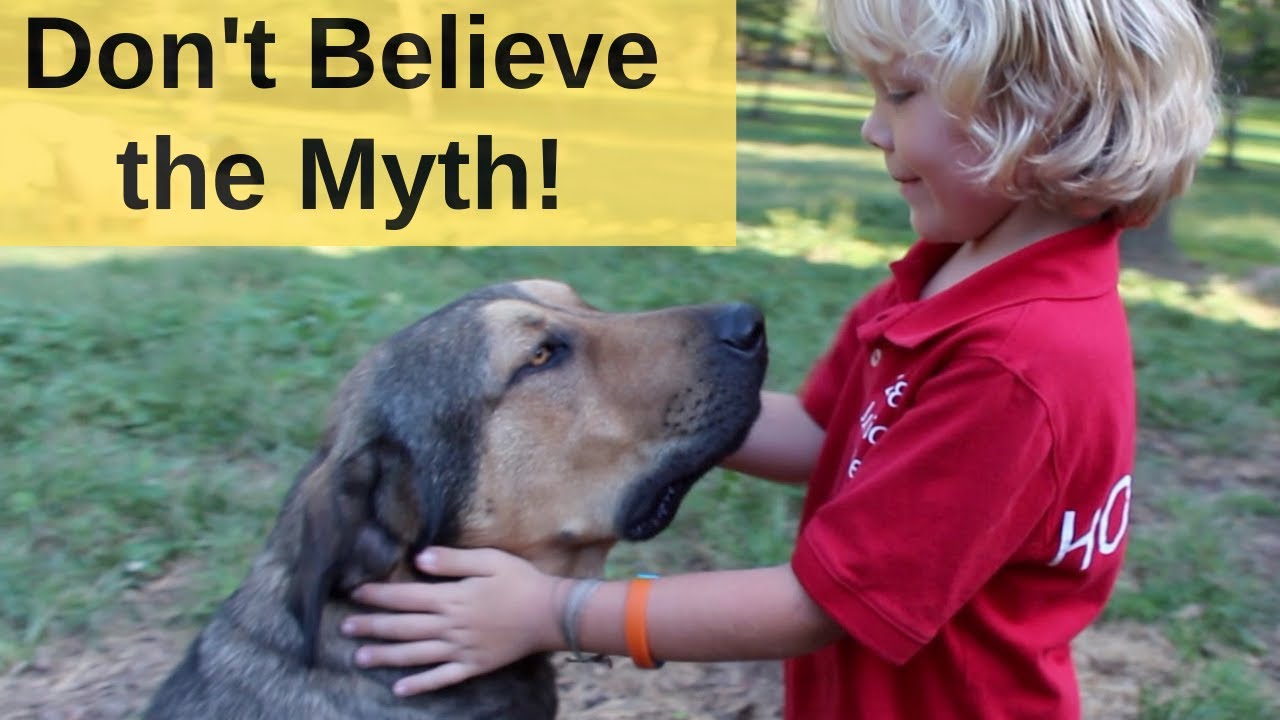 The Biggest MYTH About Livestock Guardian Dogs.