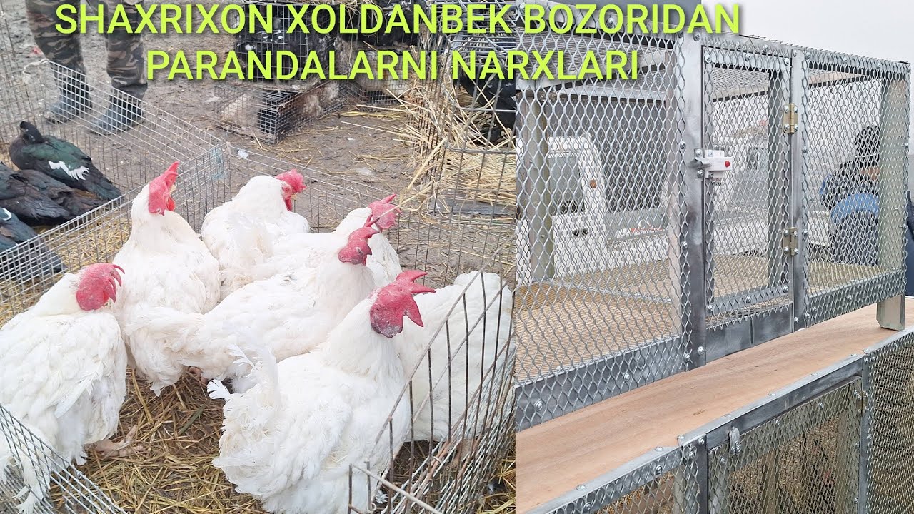 ANDIJON VILAYOT SHAXRIXON XOLDANBEK PARANDALARNI NARXLARI 