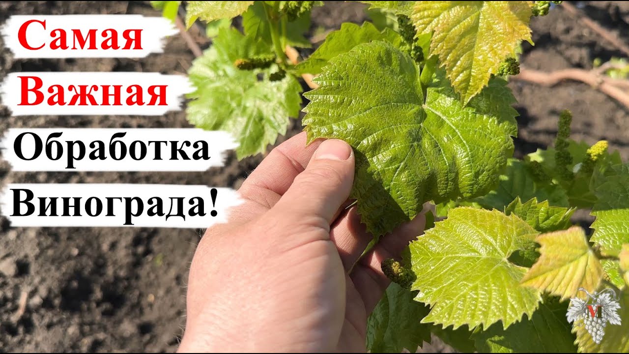 Самая ВАЖНАЯ ОБРАБОТКА Винограда!