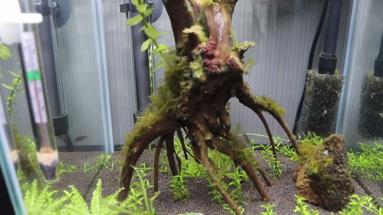 Мои ошибки AQUAEL SHRIMP SET DAY & NIGHT 20