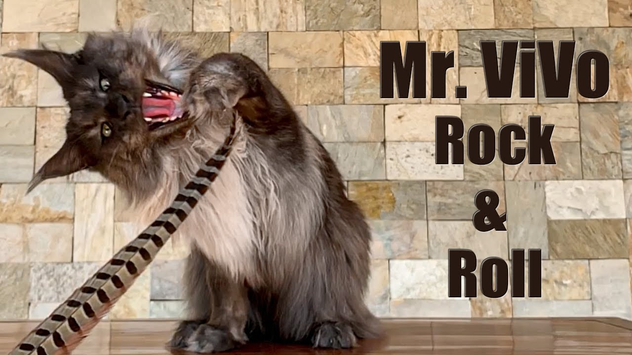 Mr. ViVo in the beast mode | Scary or majestic?