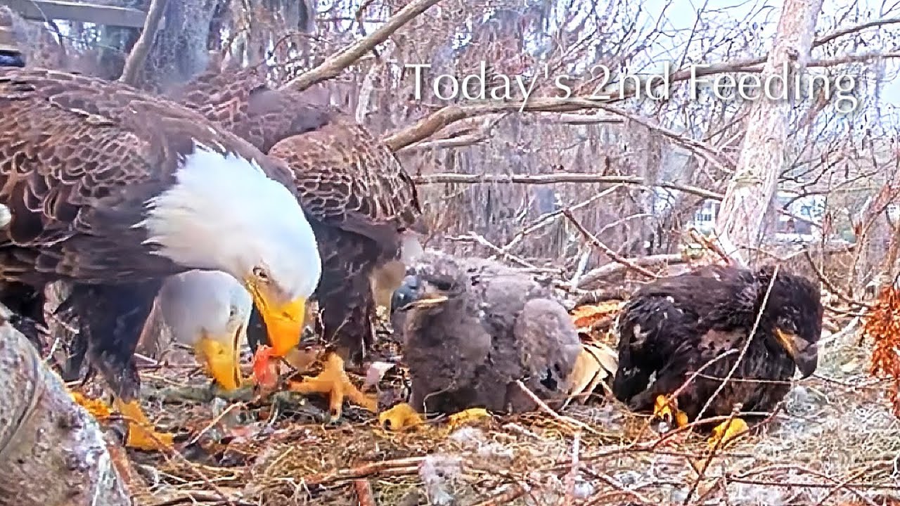 #285🦅🐥41°🐥36°／Winter Park Eagle Nest 2026／Against All Odds:One-Eyed Mom／Wink💗Atlas