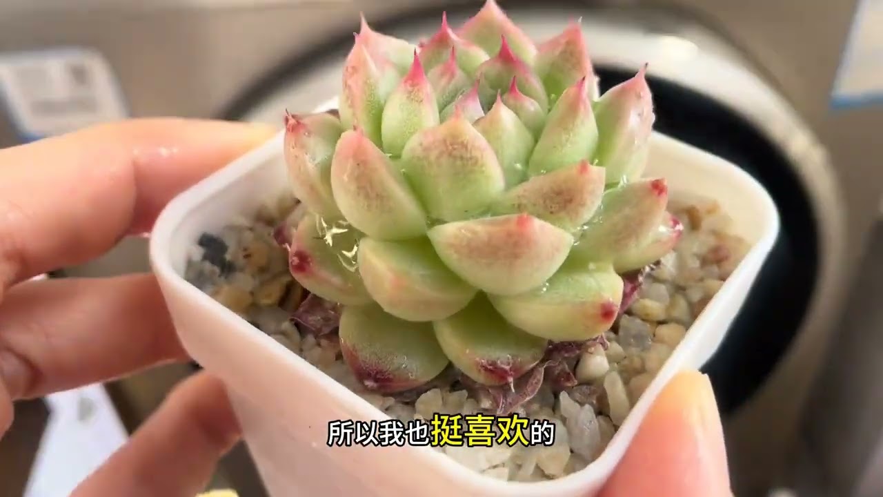 你们的多肉准备什么时候开始褪色？从现在起每次浇水都会褪色一点#多肉 #多肉植物 #多肉养护 #阳台党多肉