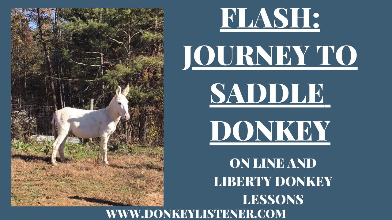 Journey to Saddle Donkey {Donkey Training}