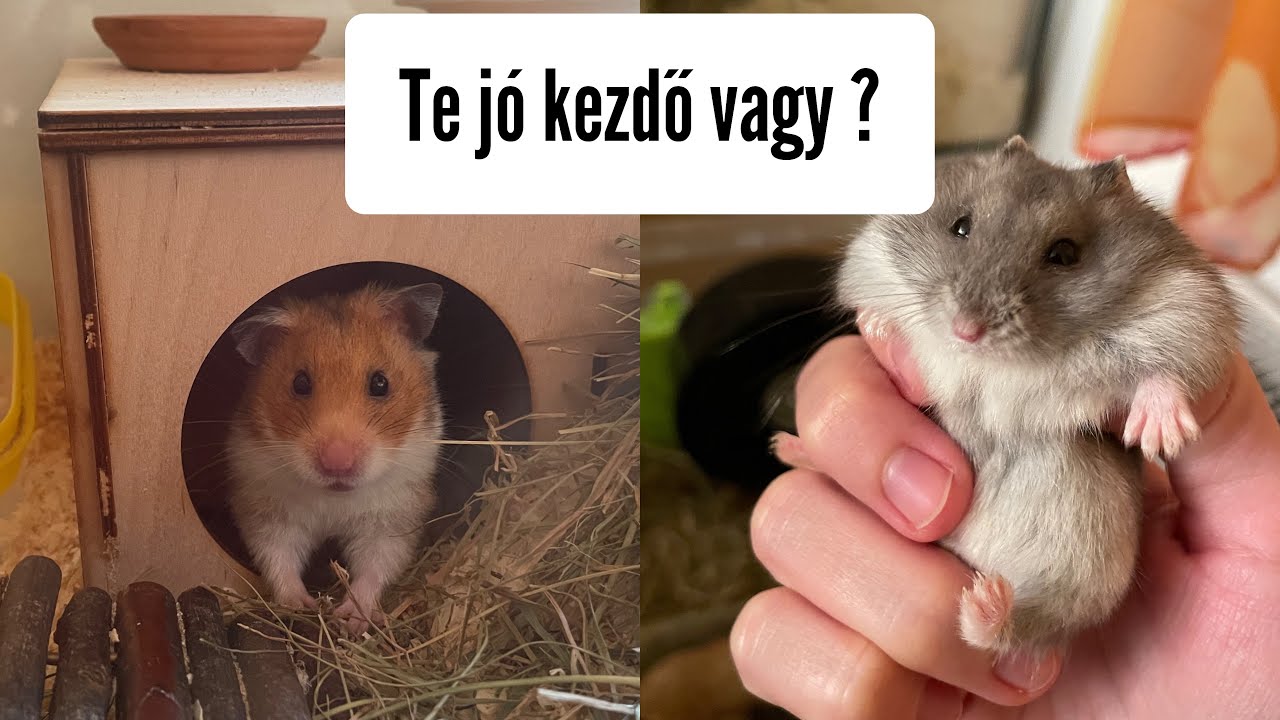 Ilyen a jó kezdő hörcsög tartó