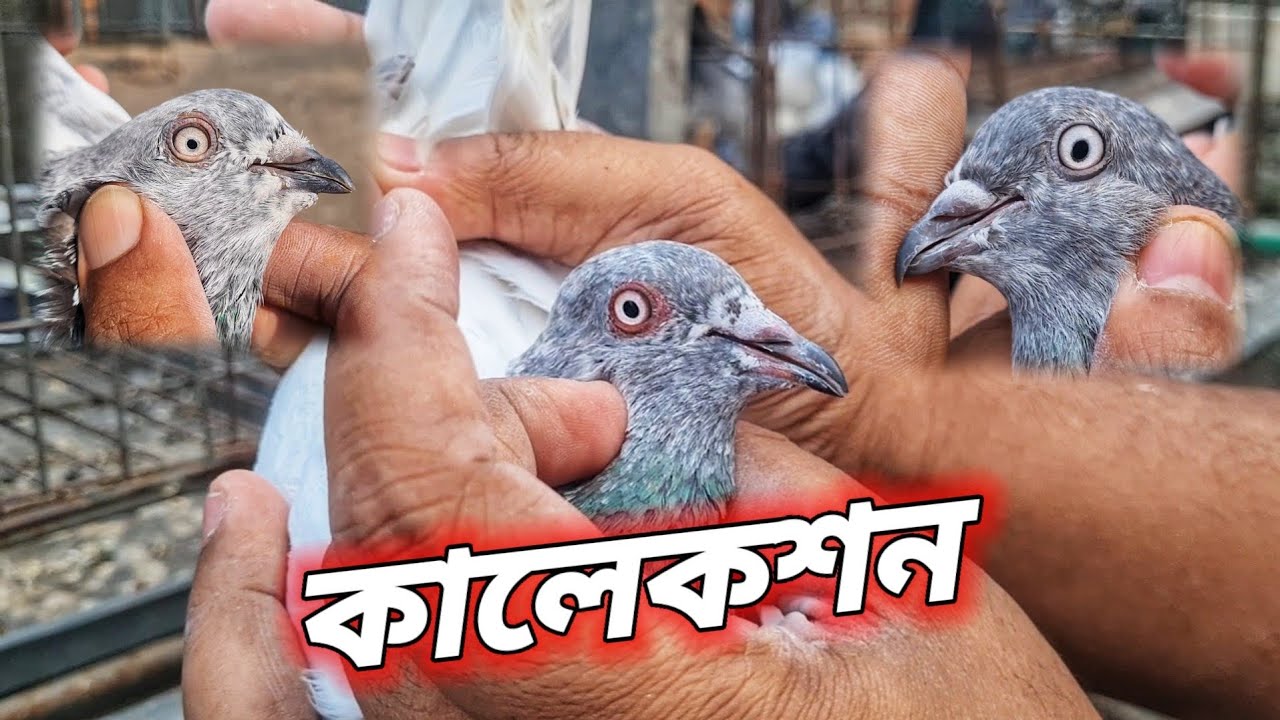 সাপ্তাহিক ধামাকা নিয়ে এলাম - 01640730279