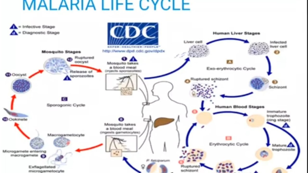plasmodium life cycle - malaria 🦟 دورة حياة البلازموديوم
