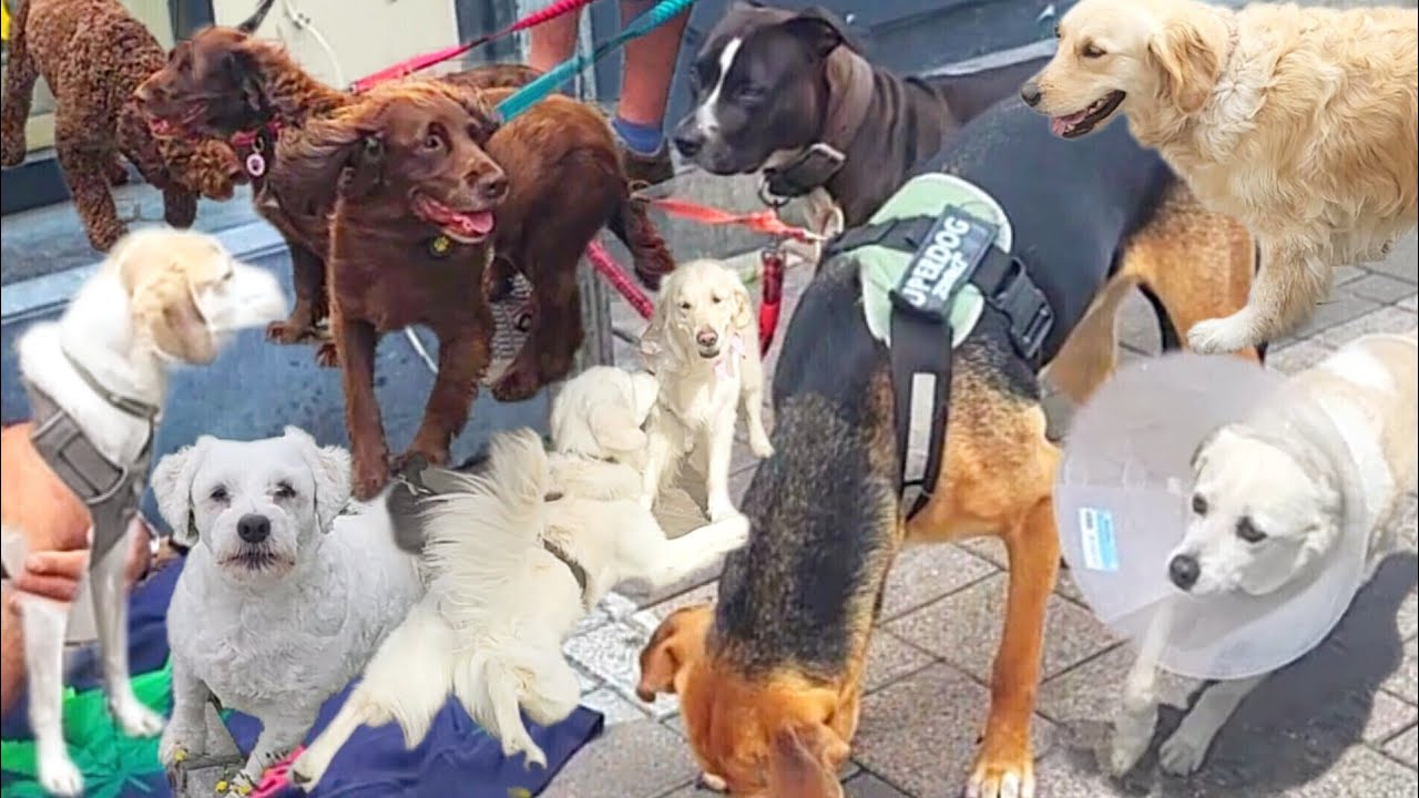 Cute Dogs Video ! Enjoy the Funniest  Cute Animals