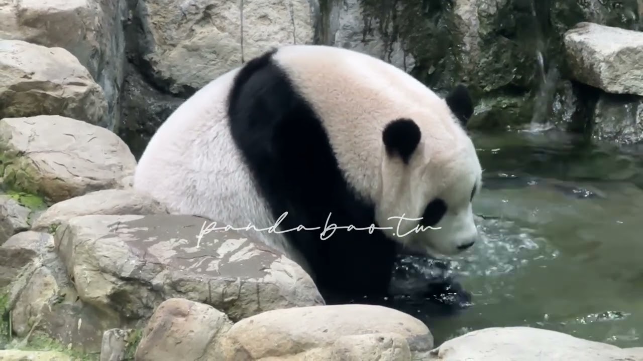 250904 圓寶泡澡趣☺️