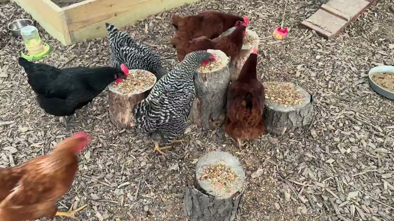 Welcome to Biscuit’s Homestead | Life on Our 40 Acres in Southern Michigan