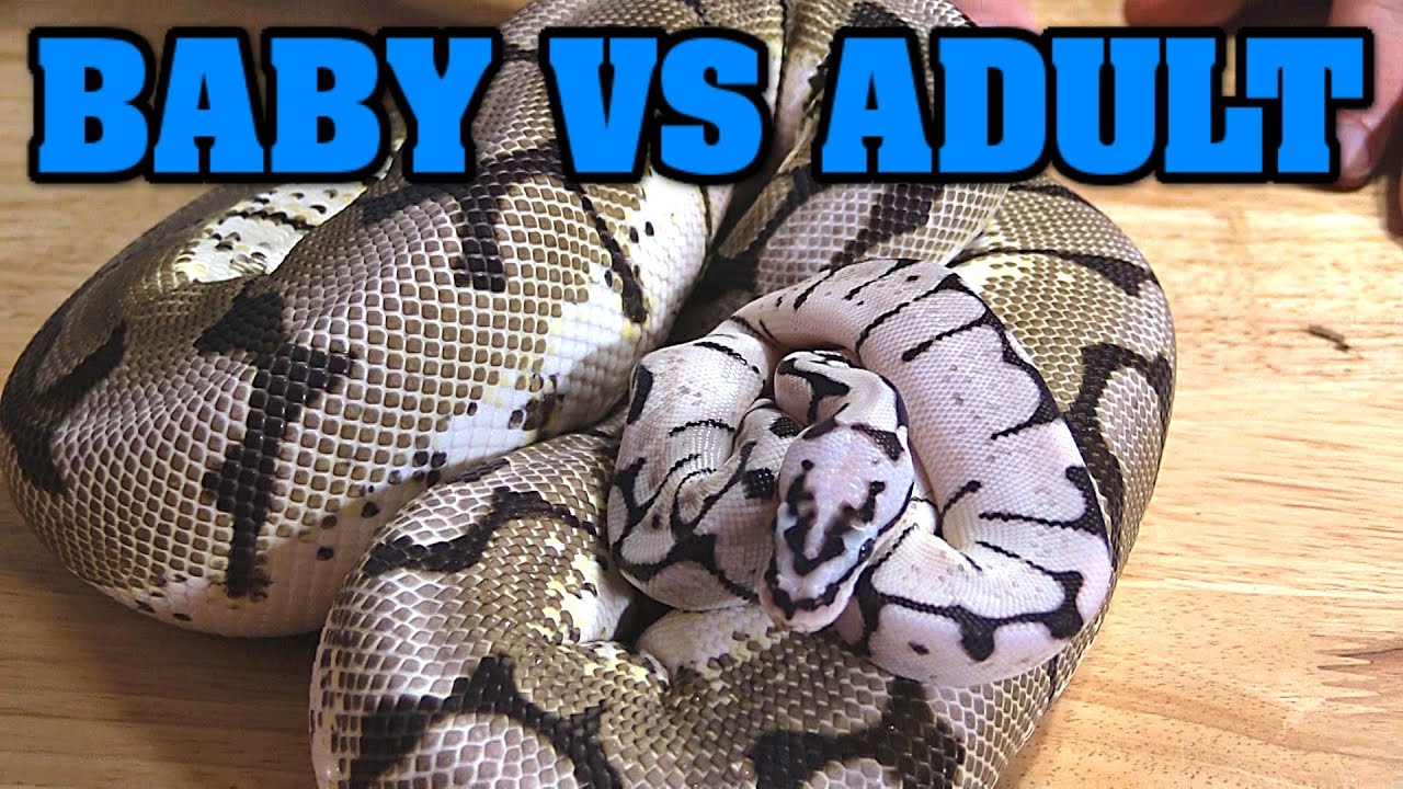 ADULT VS. BABY BALL PYTHONS!!! Looking at zebra bee and zebra bee COMBOS.  Does axanthic change??