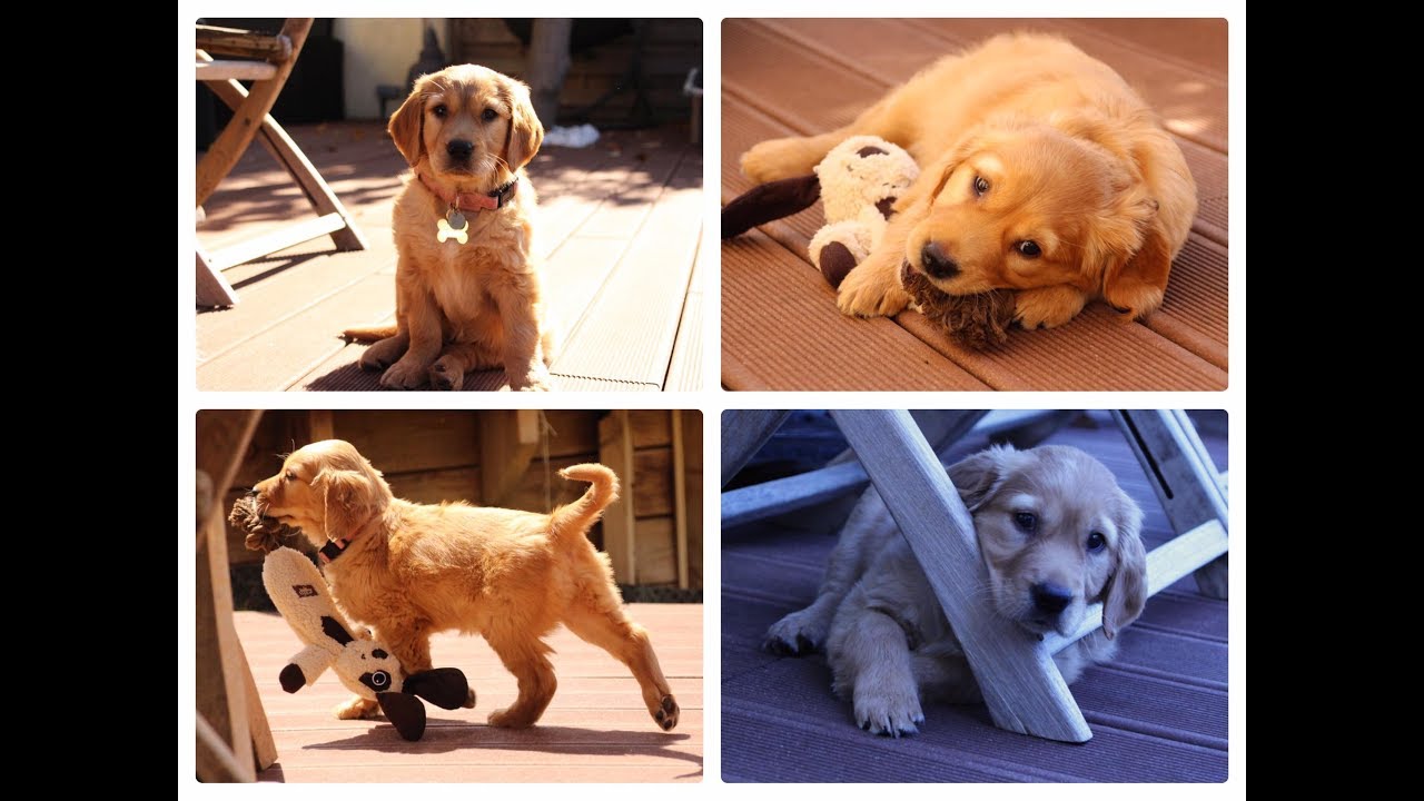 Bienvenue ! Cannelle 2 mois - Golden Retriever