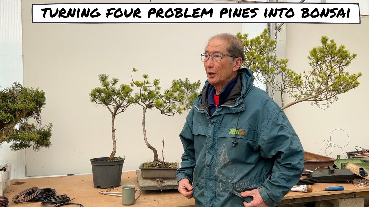Turning Four Problem Pines into Bonsai