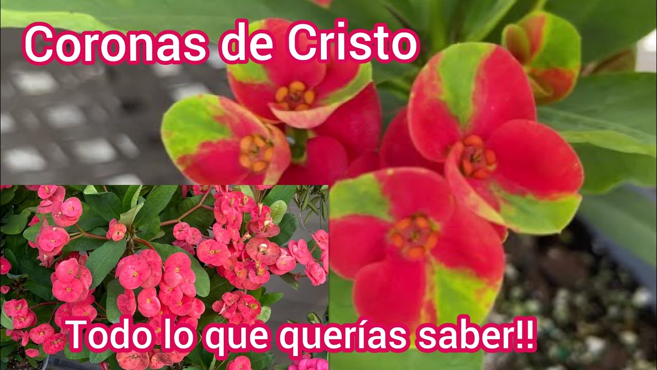 Coronas de Cristo con hermosos Colores  y voy a vender las propagaciones!!