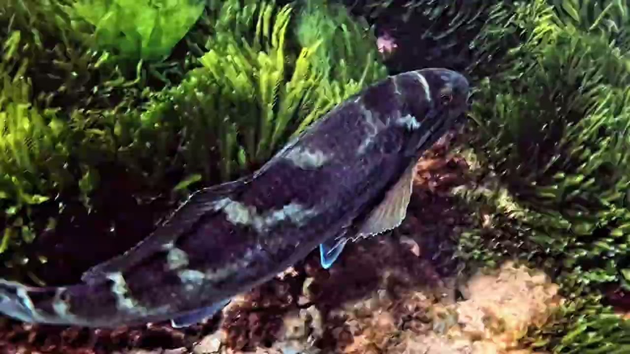 Beneath Point Cook: Marine Sanctuary