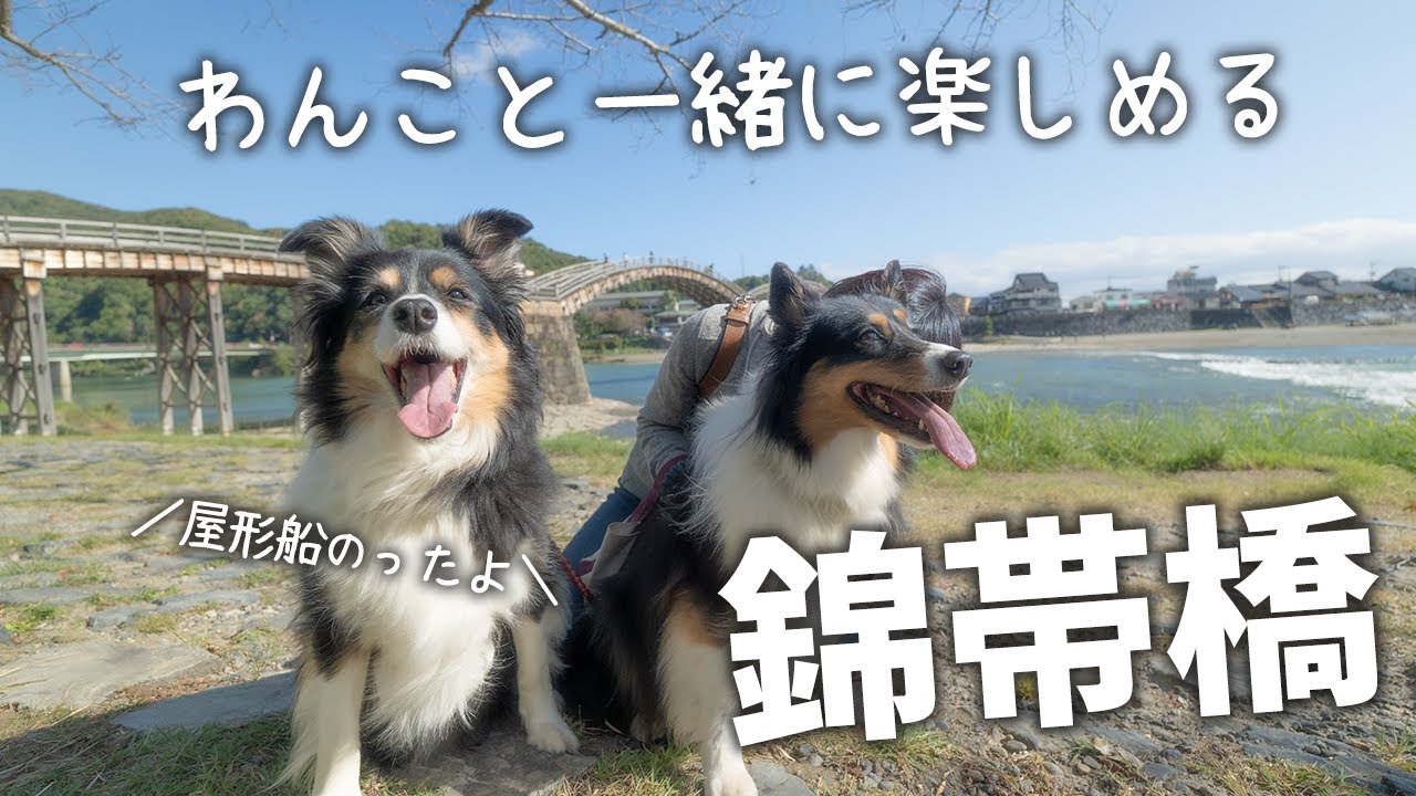 わんこと一緒に屋形船に乗船！山口県岩国市の錦帯橋はオススメわんこ連れ観光地【ボーダーコリー・オーストラリアンシェパード】