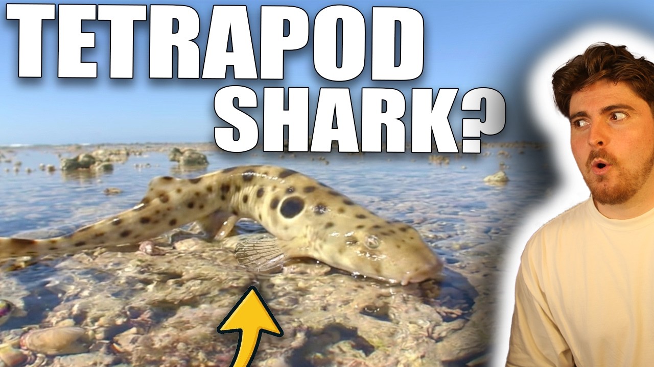 This Shark Is Breaking the Rules of Biology