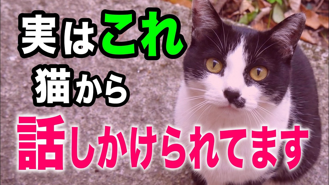 猫が飼い主に話しかけているサイン14選を獣医師が解説します【2025年最新】