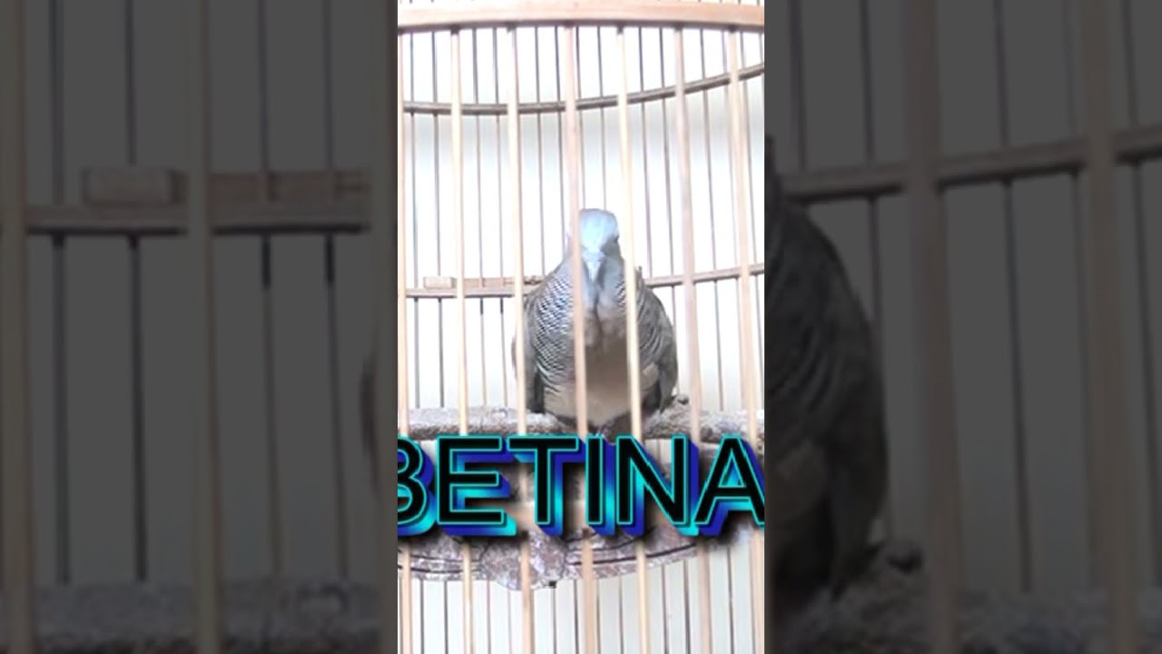 PERKUTUT BANGKOK SUARA BETINA