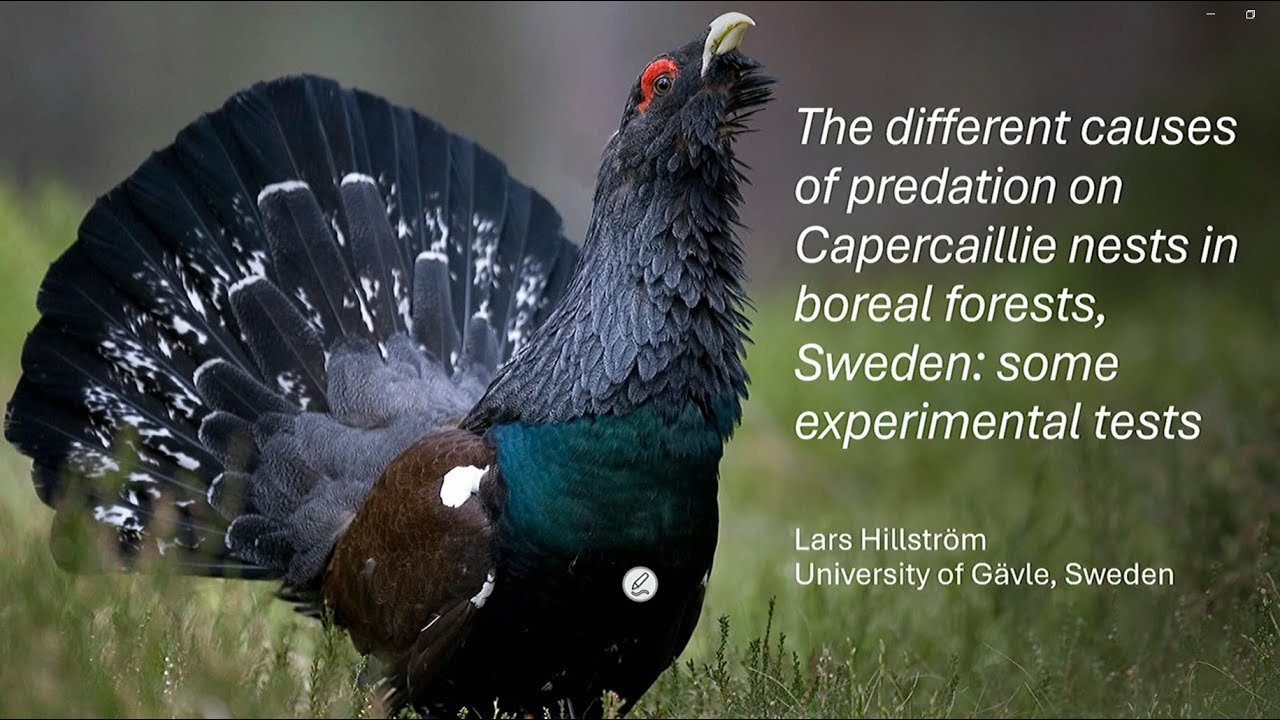 Lars Hillström: The different causes of predation on Capercaillie (Tetrao urogallus) nest