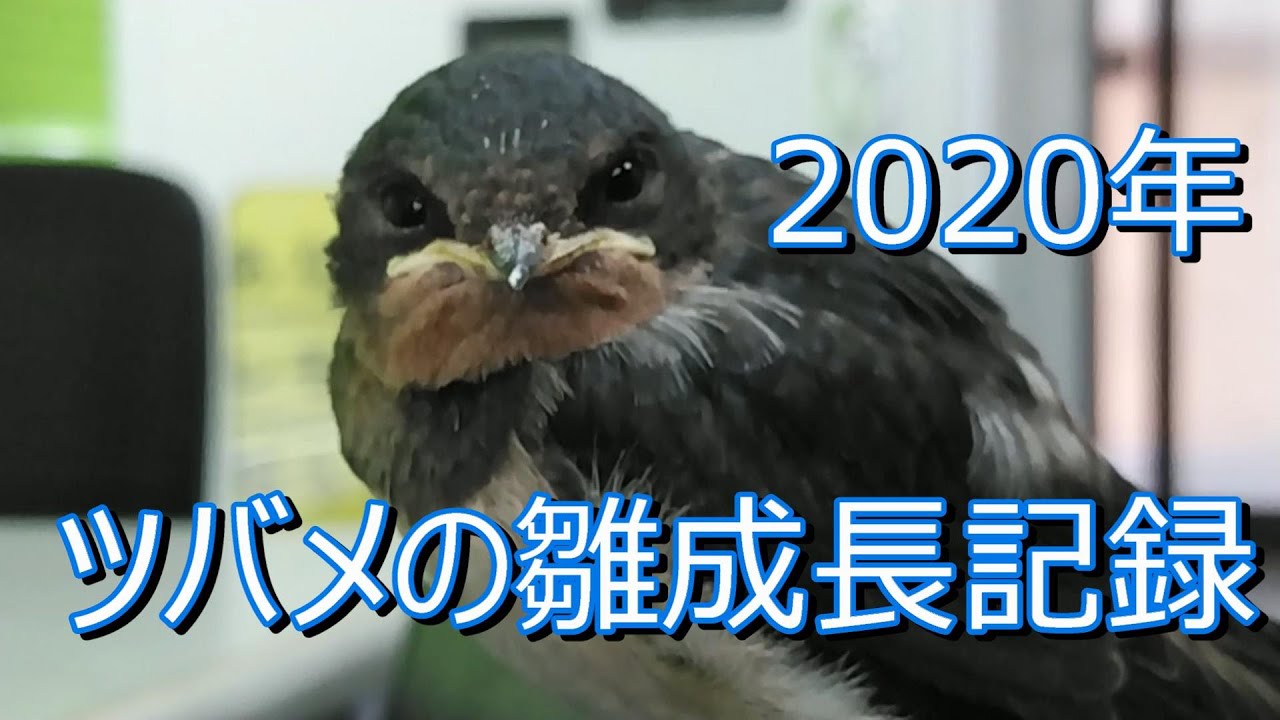 【 #ツバメの雛】2020年ツバメの雛成長記録