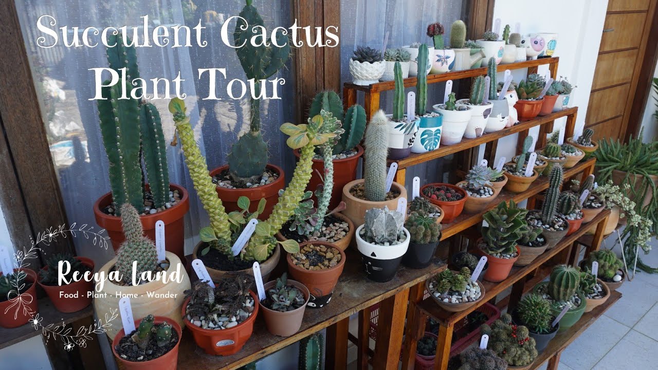 Menghias Teras Yang Panas dengan Sukulen dan Kaktus | Cactus Succulent Plant Tour