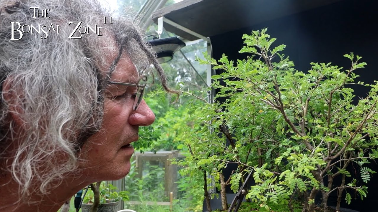 Pruning My Acacia Trees, The Bonsai Zone, August 2024