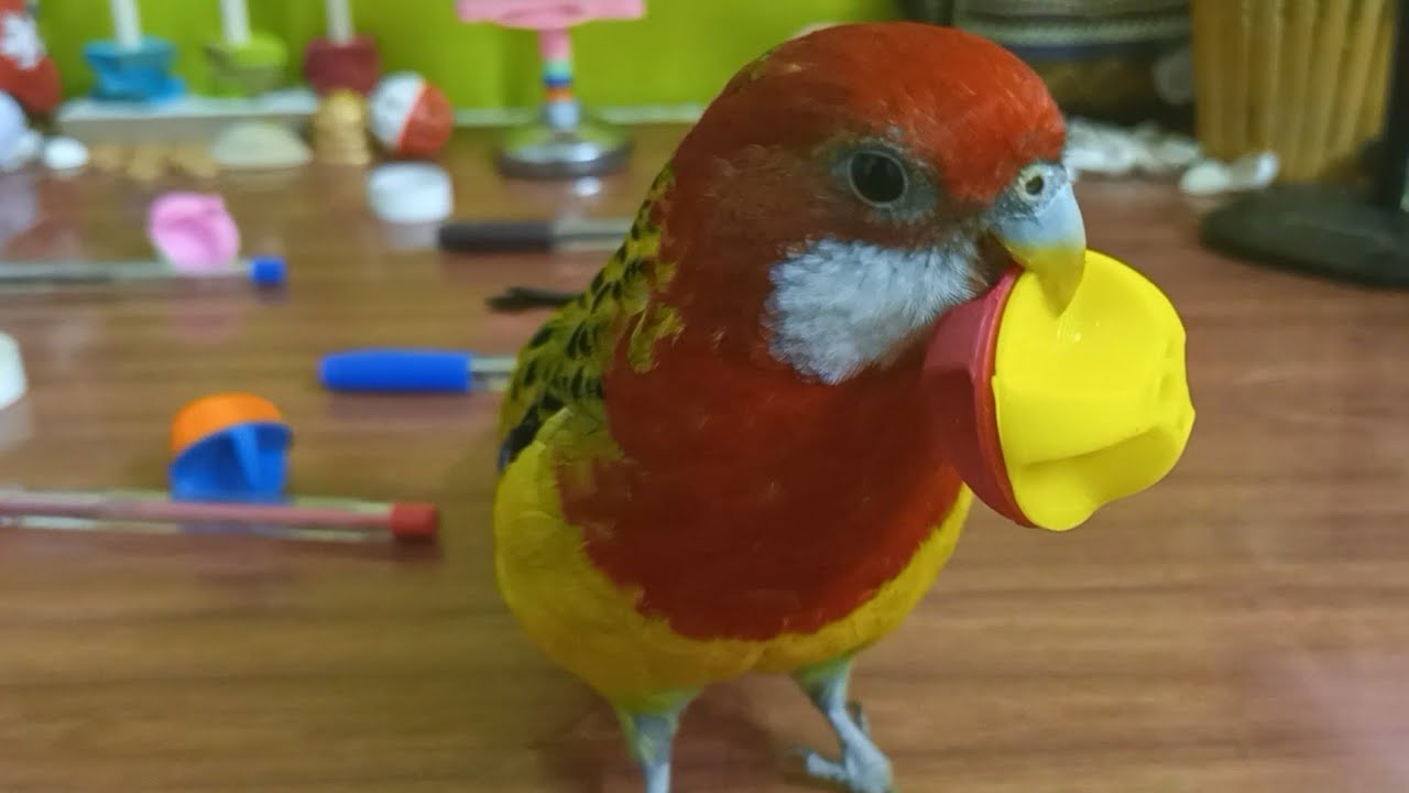 My Rosella Plays Basketball (Easy to Hard Levels)