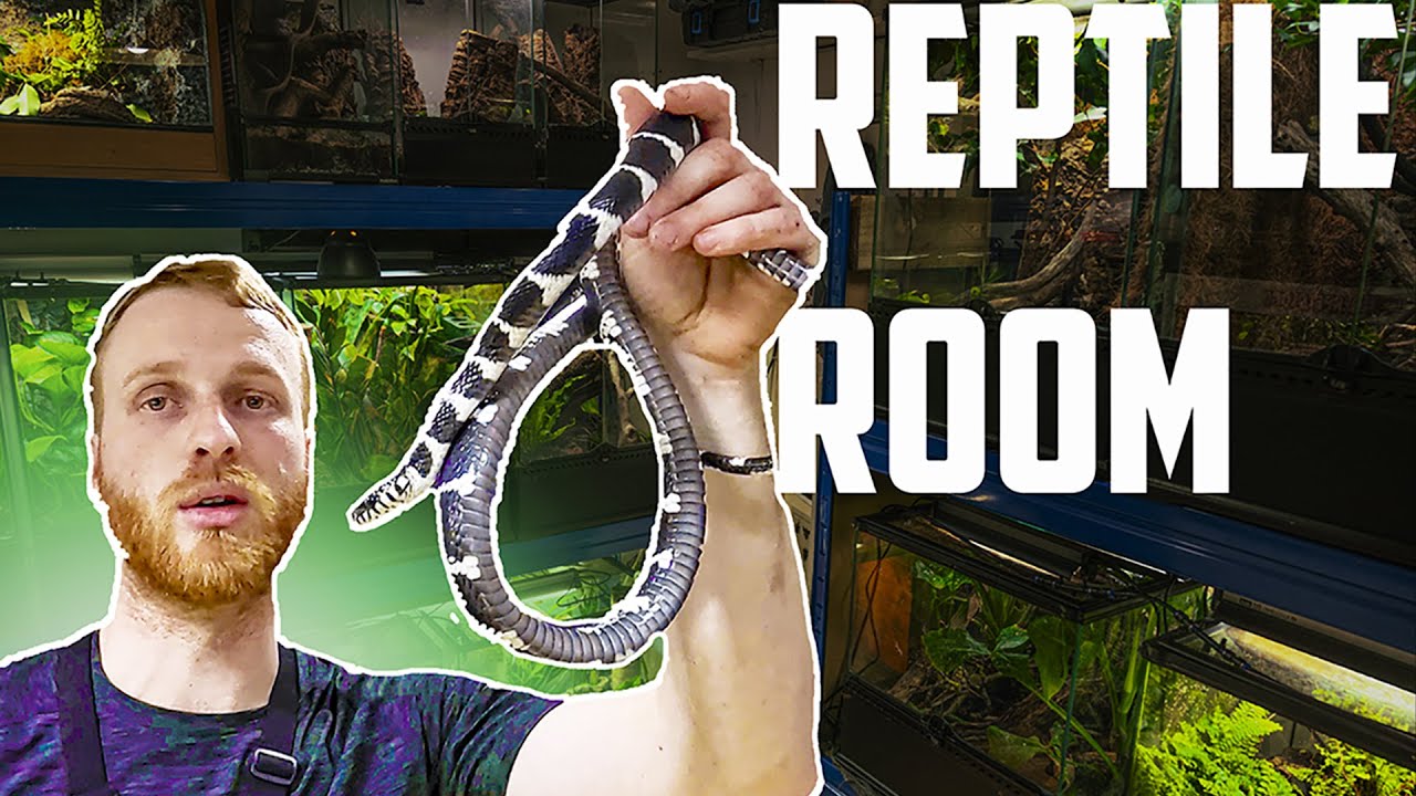 Reptile Room: Un d&iacute;a cualquiera