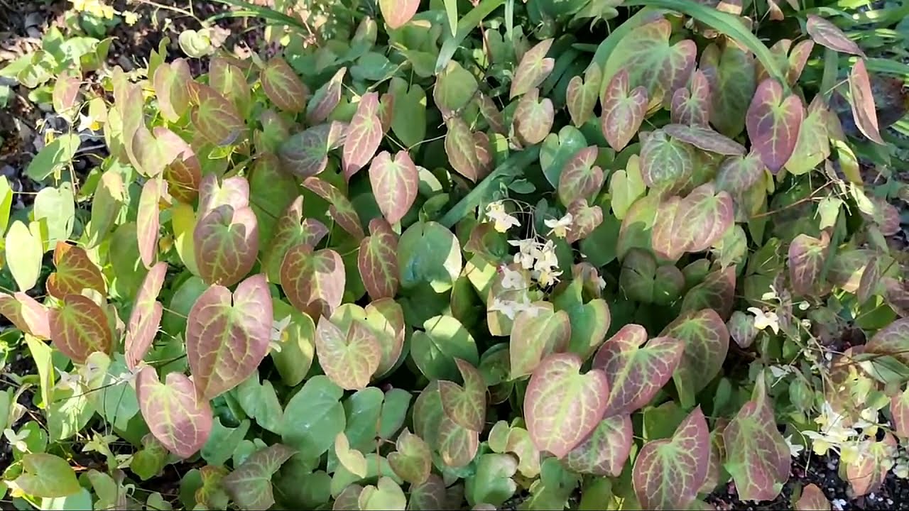 Pressed Epimedium Plant Leaves | In the Garden | Spotlight Plant | aka Barrenwort, Fairy Wings