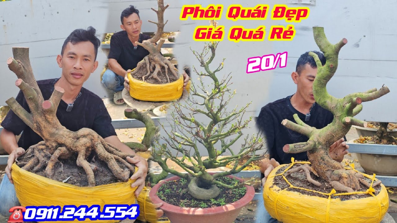 #0911244554, Chào Bán 20/1, Lô Phôi Mai Vàng Quái Đẹp, Phôi Mai Tứ Quý, Giá Rẻ #cuộcsốngcầnthơ