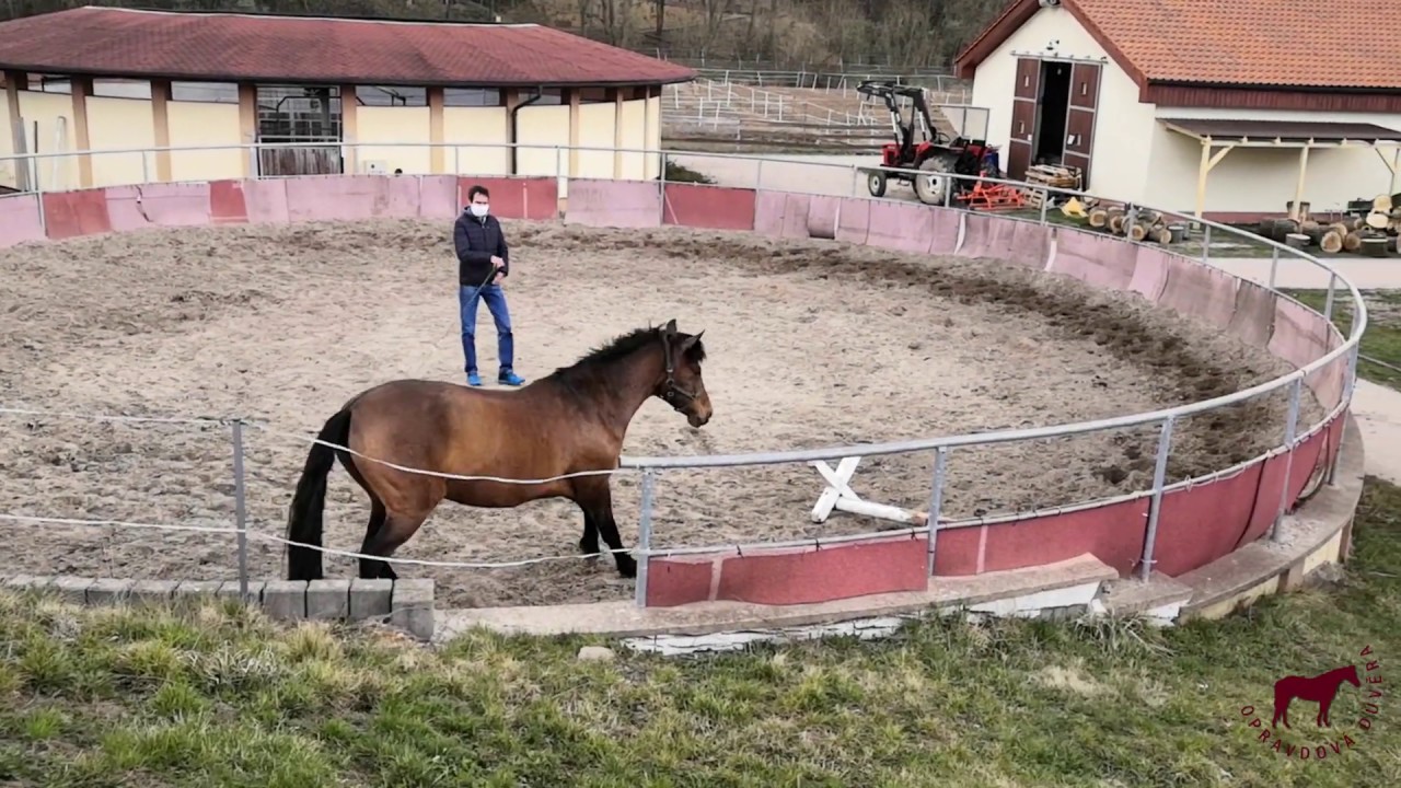Proč má kůň respektovat osobní prostor