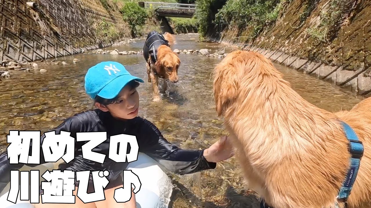 初めての川遊び♪お姉ちゃん達に泳ぎ方を教えてもらうゴールデンレトリバーの夏休み