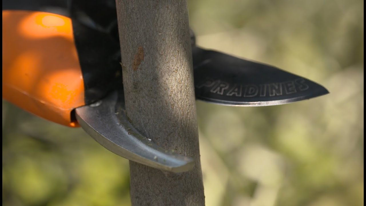 Podadora Eléctrica PELLENC PRUNION