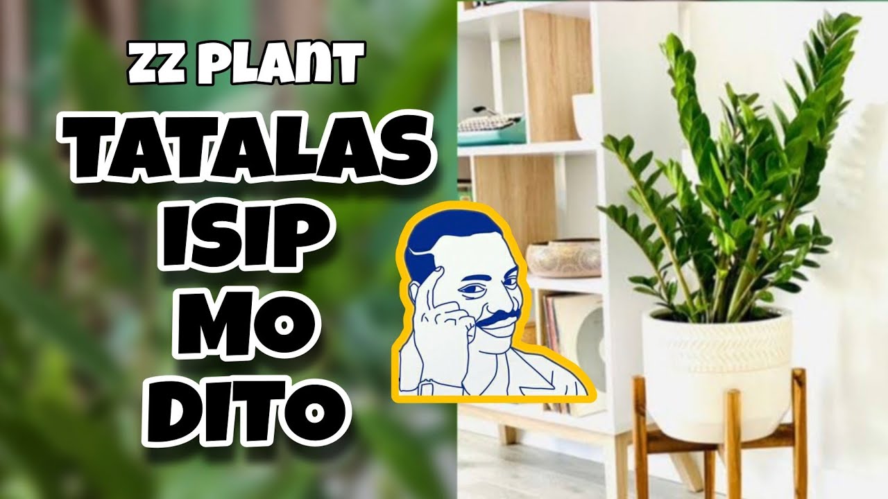 WHERE TO PLACE YOUR ZZ PLANT?  INDOOR OR OUTDOOR?