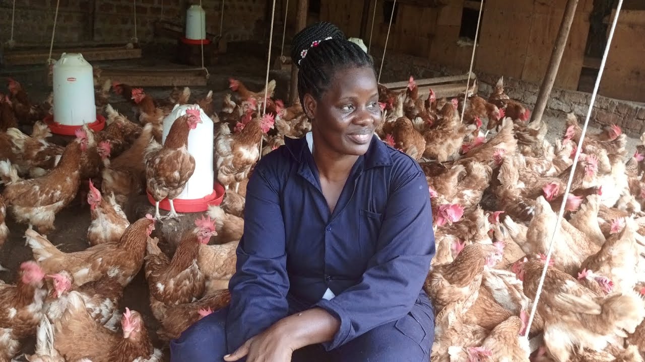 Challenges affecting poultry farming
